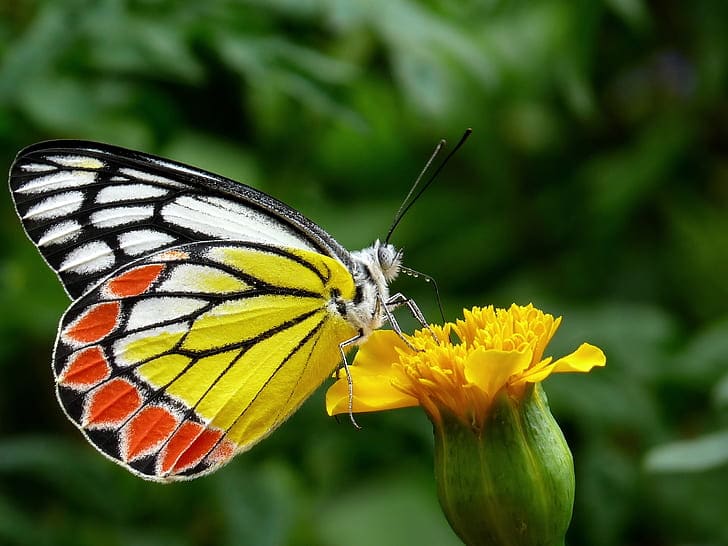 Butterflies are an important part of the myths and legends from Irish folklore. 