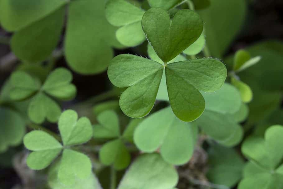 The Shamrock – a teaching tool used by St. Patrick.