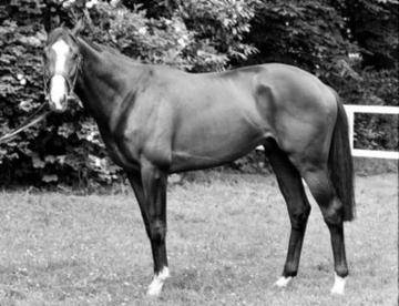 Shergar: the horse allegedly kidnapped by the IRA.