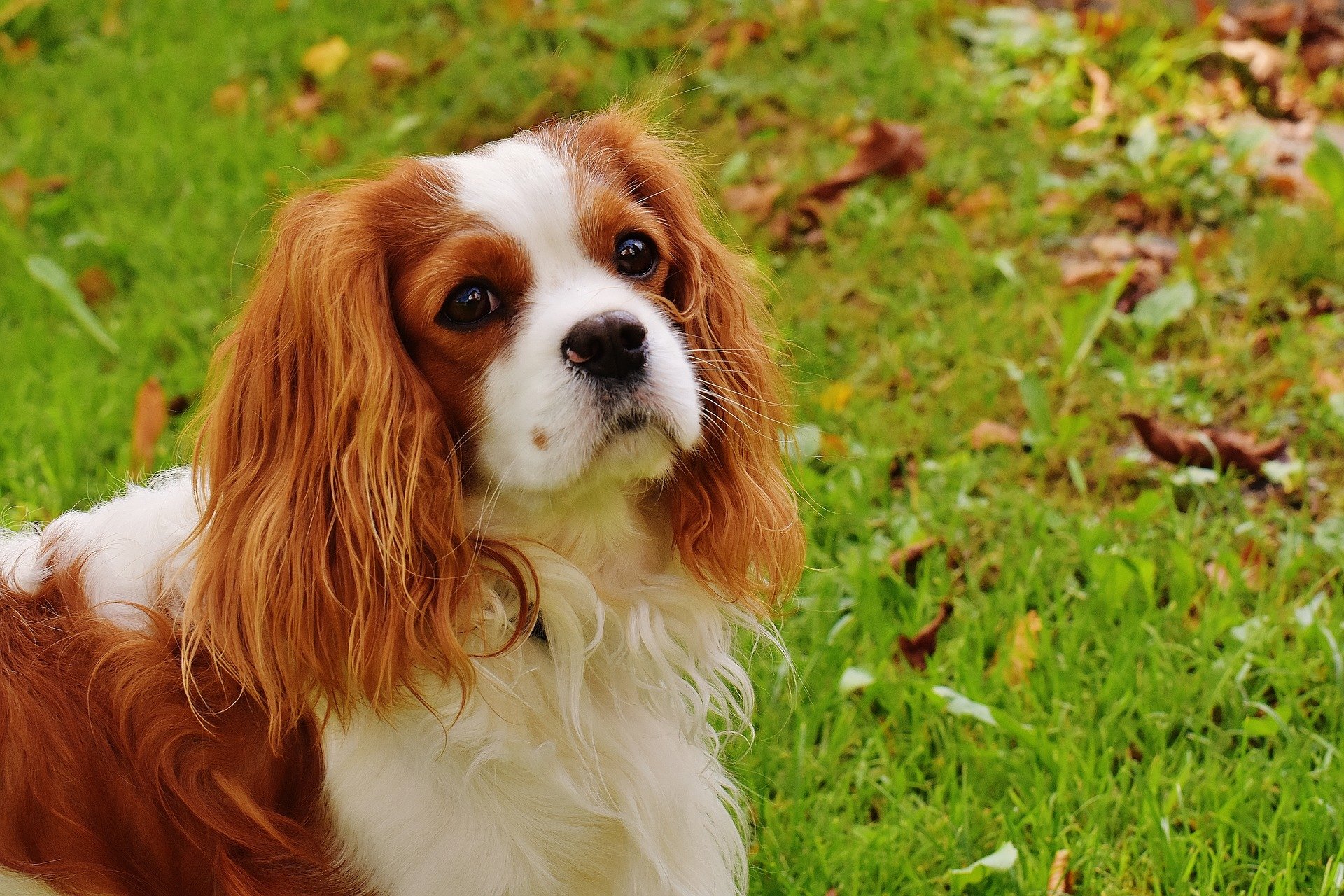 top-10-best-irish-male-dog-names-for-your-furry-friend-ranked