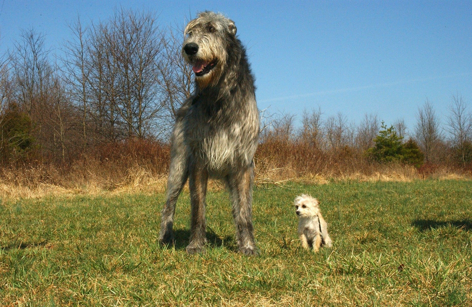 top-10-best-irish-male-dog-names-for-your-furry-friend-ranked