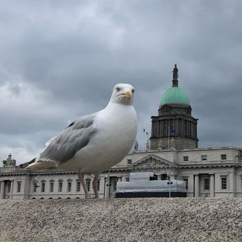 The famous Dublin seagull.