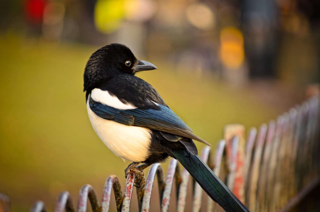 A solitary black and white magpie perches on a metal wire fence with a soft, blurred green and yellow background.