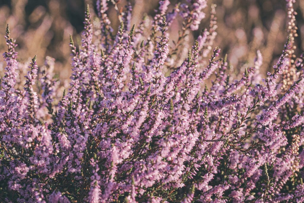 Blooming heather is one of the smells that remind you of Ireland.