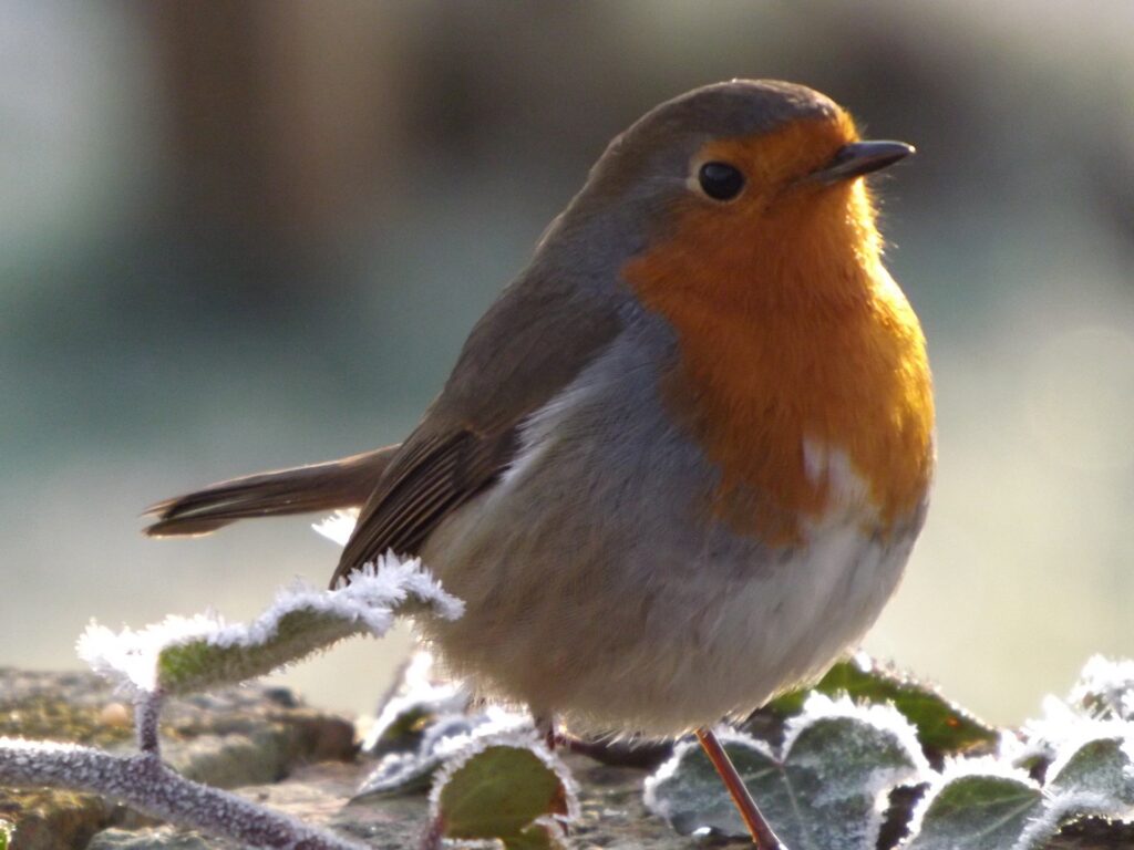 Robins appear throughout the season.