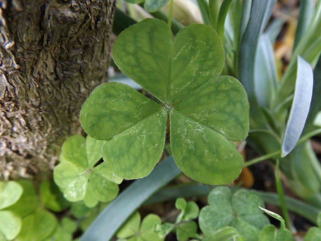 An Irish blessing about nature. 