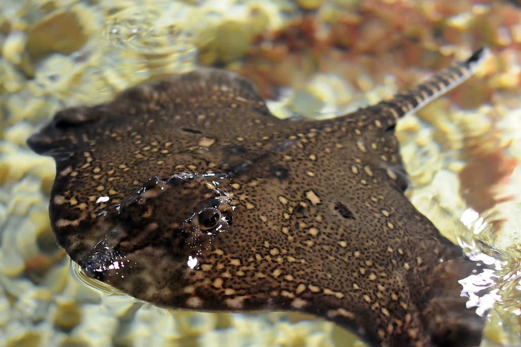 The thornback ray is one of the weirdest animals that live in Ireland.