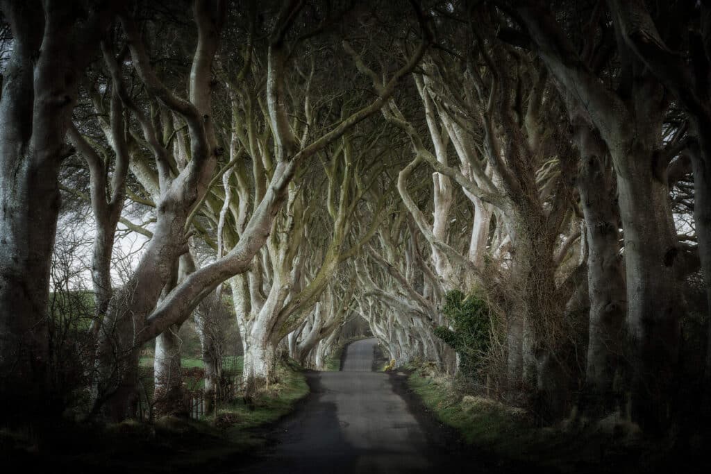 The Dark Hedges to be cut down for new multi-million hotel, this could be your last chance to see them.