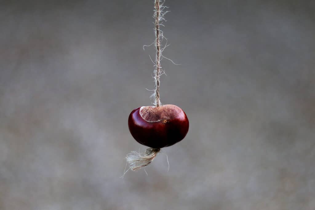 Conkers is one of the games we all used to play in Irish primary schools.