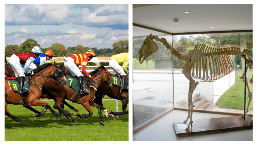 Skeleton of a legendary Irish horse on display in a museum.