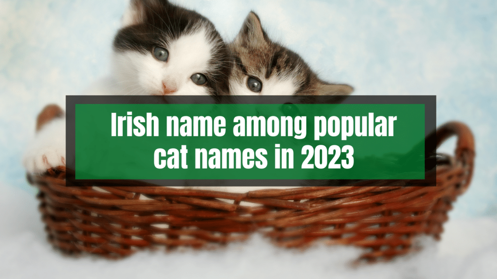 Irish name among popular cat names in 2023.