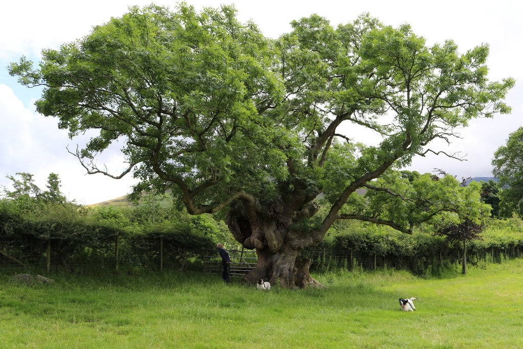 The magic of Irish fairy trees. 