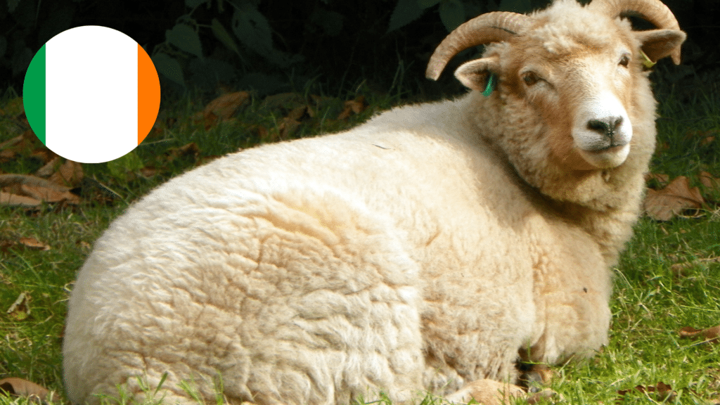 Top 10 sheep to watch out for at the 2023 Sheep Herding World Cup.