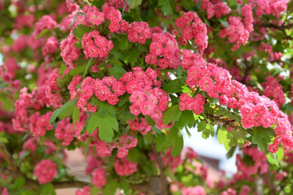 Pink hawthorn flowers on the hawthorn tree. Using these flowers to decorate your house is one of our top 10 Irish rituals that bridge the past and present.