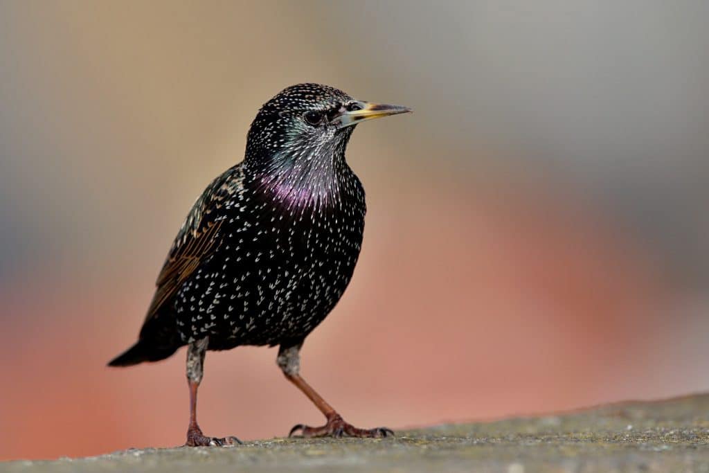 A close up of a starling, the breed of bird living in Dublin Airport that finally took off.