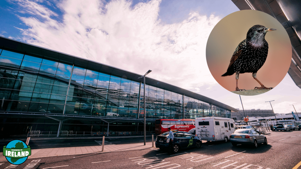 Bird living in Dublin Airport finally takes off.